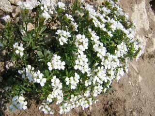 Vacanzenatura alpe di mezzo