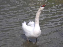 A Swan