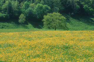 VacanzeNatura Spring