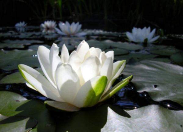 Fiore